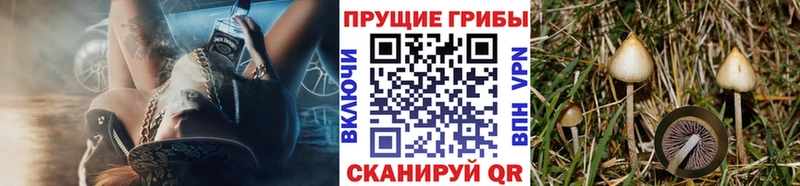 магазин    Стародуб  блэк спрут ссылки  Галлюциногенные грибы Magic Shrooms 